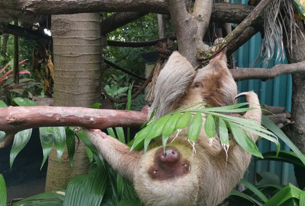 Familienurlaub Costa Rica - Costa Rica Abenteuer Regenwald und Pazifik - Ecocentro Danaus - Faultier