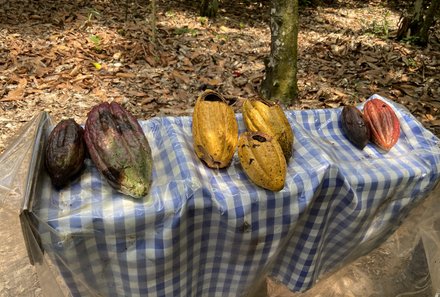 Dominikanische Republik mit Kindern - Dom Rep Familienreise - Kakaoplantage - Kakaofrucht
