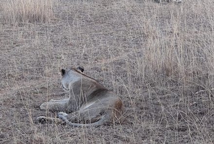 Südafrika individuelle Familienreise - Safari & Strand - Pilanesberg Nationalpark - Löwen