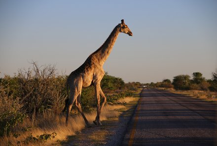 Namibia Deluxe Familienreise - Etosha Nationalpark - Giraffe