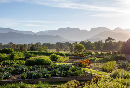 Garden Route Familienreise mit Kindern deluxe - Boschendal Farm - Garten