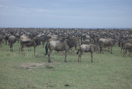 Kenia Familienreise - Kenia for family individuell - Gnus