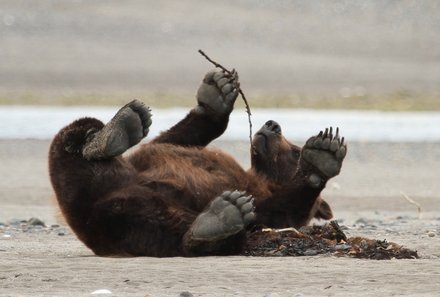 Westkanada Camping for family - Rocky Mountains mit Kindern - Bär mit Stock