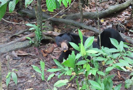 Familienurlaub Malaysia & Borneo - Malaysia & Borneo for family individuell - Sun Bear Sanctuary - Malaienbär im Dickicht