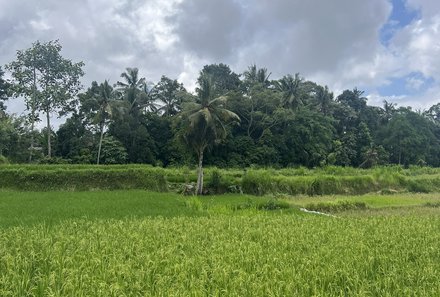 Bali mit Jugendlichen - Java & Bali Family & Teens - Palmen Ubud