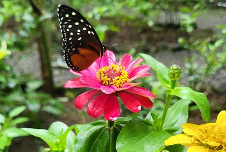 Costa Rica Familienreise - Costa Rica Family & Teens individuell - La Fortuna - Ecocentro Danaus - Schmetterling auf Blüte