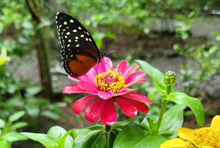 Costa Rica Familienurlaub - Costa Rica for family individuell - Ecocentro Danaus - Schmetterling auf Blume