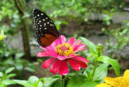 Costa Rica for family Junior - Costa Rica mit Kindern - Ecocentro Danaus - Schmetterling