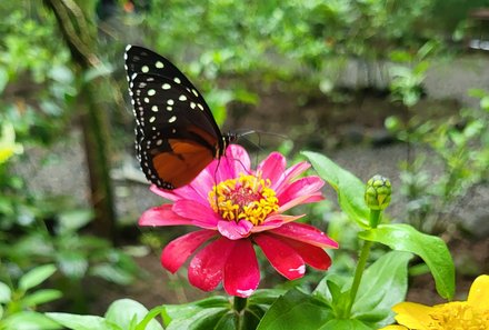 Familienreise Costa Rica - Costa Rica for family - Ecocentro Danaus - Schmetterling auf Blume