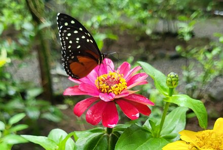 Familienurlaub Costa Rica - Costa Rica Abenteuer Regenwald und Pazifik - Ecocentro Danaus - Schmetterlinge auf Blüte