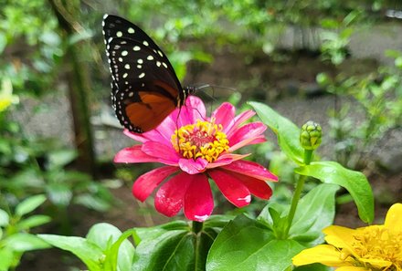 Costa Rica for family individuell - Natur & Strand pur in Costa Rica - Ecocentro Danaus - Schmetterling auf Blüte