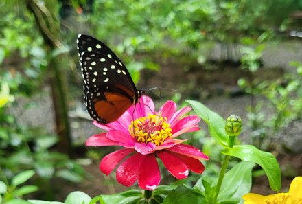 Familienurlaub Costa Rica - Costa Rica Abenteuer Regenwald und Karibik - Ecocentro Danaus - Schmetterling auf Blüte