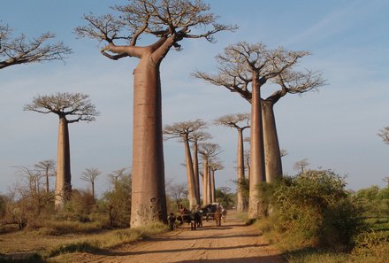 Madagaskar Familienreise - Madagaskar Family & Teens - Baobabwald von Reniala