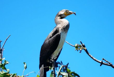 Familienreise Baltikum Family & Teens - Baltikum mit Kindern -Zugvögel auf Insel Sorgu 