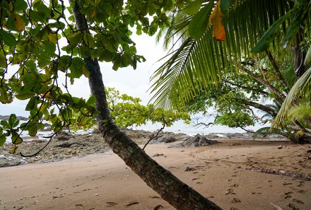 Costa Rica Familienreise - Costa Rica Family & Teens individuell - Corcovado Nationalpark - Baum am Strand