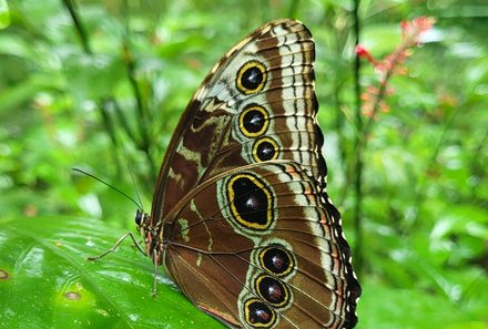 Familienreise Costa Rica - Costa Rica for family - Ecocentro Danaus - Schmetterling auf Blatt