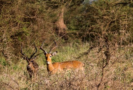 Kenia Familienreise - Kenia for family individuell deluxe - Safari im Tsavo West Nationalpark - Antilope