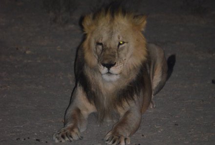 Kenia Familienreise - Kenia Family & Teens - Ziwani Schutzgebiet - Löwe bei Nachtpirsch