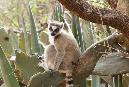 Madagaskar Familienreise - Madagaskar Family & Teens - Katta Lemur bei Pflanze