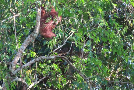 Familienurlaub Malaysia & Borneo - Malaysia & Borneo for family individuell - Flusssafari - Orang-Utan im Dickicht