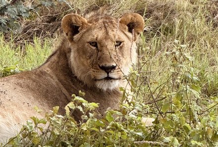 Serengeti mit Kindern individuell - Best of Familiensafari Serengeti - Löwe in der Serengeti