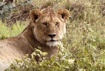 Tansania Familienreise - Tansania for family - Serengeti - Löwenkopf