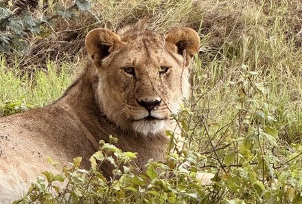 Tansania Familienreise - Tansania Family & Teens - Serengeti Nationalpark - Wildkatze Nahaufnahme