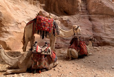 Jordanien Rundreise mit Kindern - Jordanien individuell im Mietwagen - Kamele