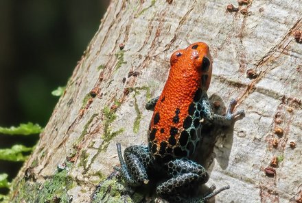 Peru Familienreise - Peru Family & Teens - Heliconia Lodge - Roter Frosch