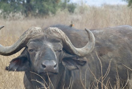 Kenia Familienreise - Kenia for family individuell - Best of Safari & Chale Island - Safari Taita Hills - Büffel