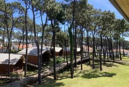 Portugal Familienurlaub - FeelViana Bäume