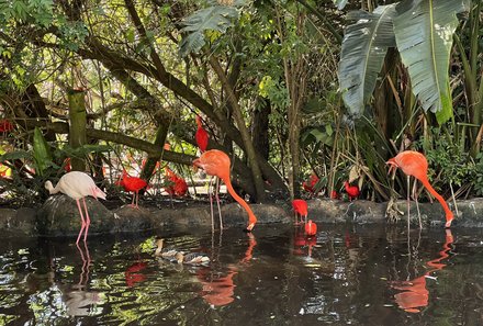 Familienreise Südafrika mit Kindern - Garden Route for family individuell deluxe - Birds of Eden