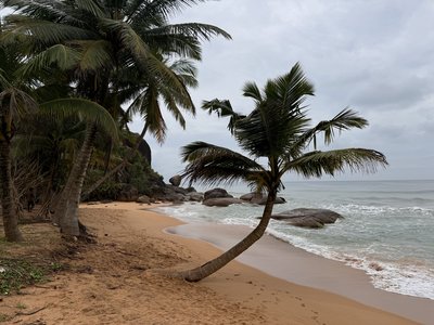 Sri Lanka for family individuell - Sri Lanka Familienreise - Feedback - Strand mit Palme