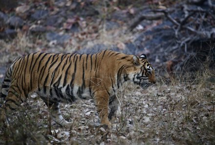 Indien for family - Indien Familienreise - Safari im Ranthambore Nationalpark - Tiger auf der Pirsch