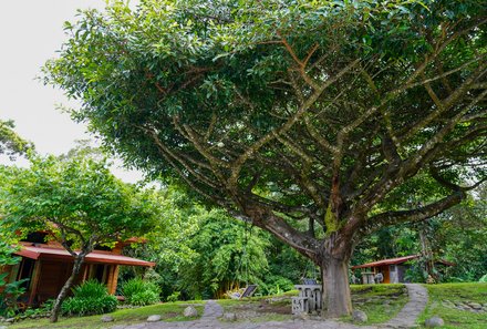 Costa Rica Familienreise - Costa Rica Family & Teens individuell - Monteverde - Arco Iris Lodge - Baum