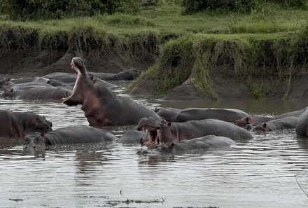 Serengeti mit Kindern individuell - Best of Familiensafari Serengeti - Nilpferde im Wasser