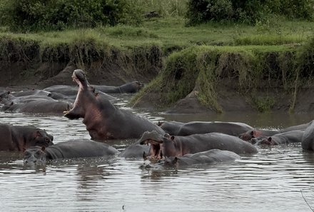 Tansania Familienreise - Tansania Family & Teens - Serengeti Nationalpark - Nilpferde im Wasser