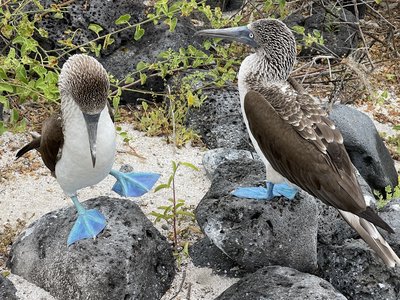 Galapagos for family - Familienreise Galapagos - Blaufußtölpel