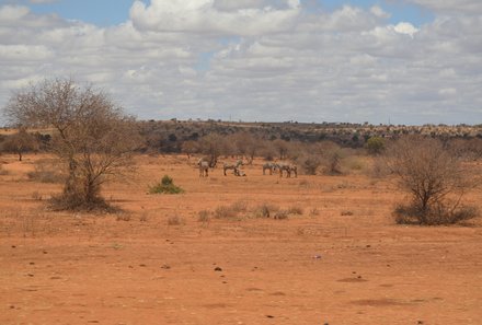 Kenia Familienreise - Kenia for family individuell deluxe - Pirschfahrt - Weg zum Amboseli Nationalpark - Zebras