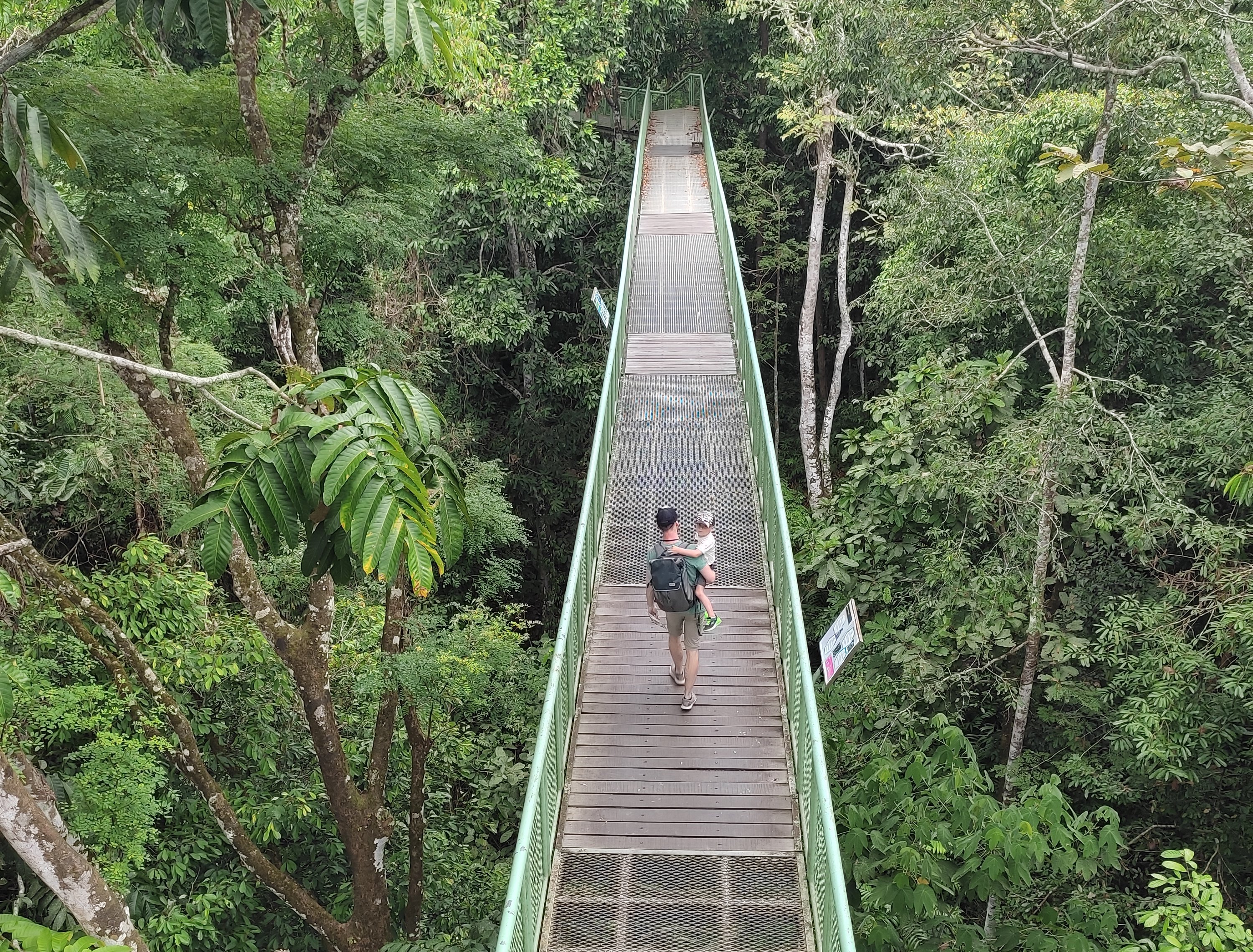 Borneo mit Kindern - Borneo mit Kindern Erfahrungen - Borneo Urlaub mit Kindern - Hängebrücke im Rainforest Discovery Centre