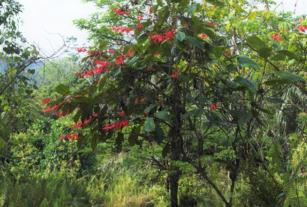 Costa Rica for family Deluxe - Familienreise in Costa Rica - Weg mit Bäumen 