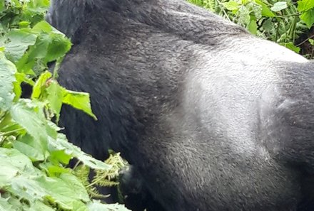 Uganda mit Kindern - Uganda Reisen mit Kindern - Gorilla-Tracking Silberrücken