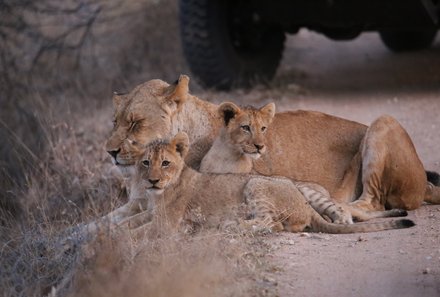 Familienreise Südafrika - Südafrika for family - Ausflug Krüger Nationalpark - Löwen