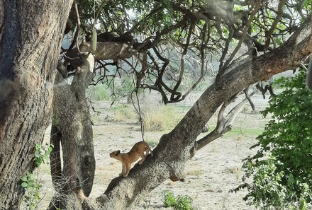 Tansania Familienurlaub - Tansania Family & Teens - Raubtiere im Tarangire Nationalpark