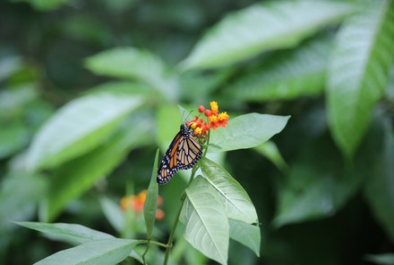 Costa Rica for family Junior - Costa Rica mit Kindern - Wildlife Rescue Center La Fortuna - Schmetterling