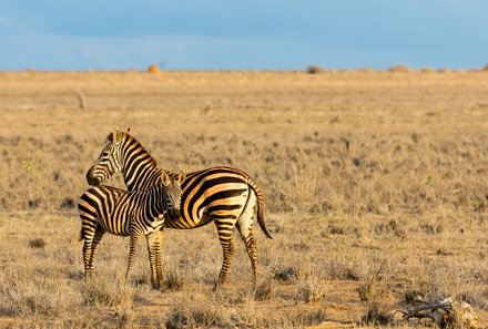 Kenia Familienreise - Kenia for family individuell deluxe - Tsavo Ost NP - zwei Zebras