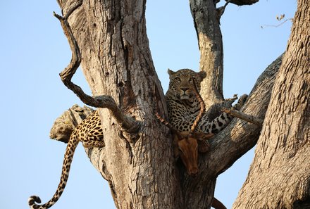 Familienreise Südafrika - Südafrika for family - Ausflug Krüger Nationalpark - Leopard im Baum