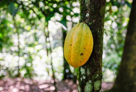 Panama for family individuell - Panama Familienreise - Schokoladenfarm