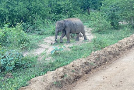 Sri Lanka for family individuell - Sri Lanka Individualreise mit Kindern - Elefant am Wegesrand im Udawalawe Nationalpark