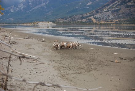 Westkanada Camping for family - Rocky Mountains mit Kindern - Tierbeobachtung Maligne Lake 